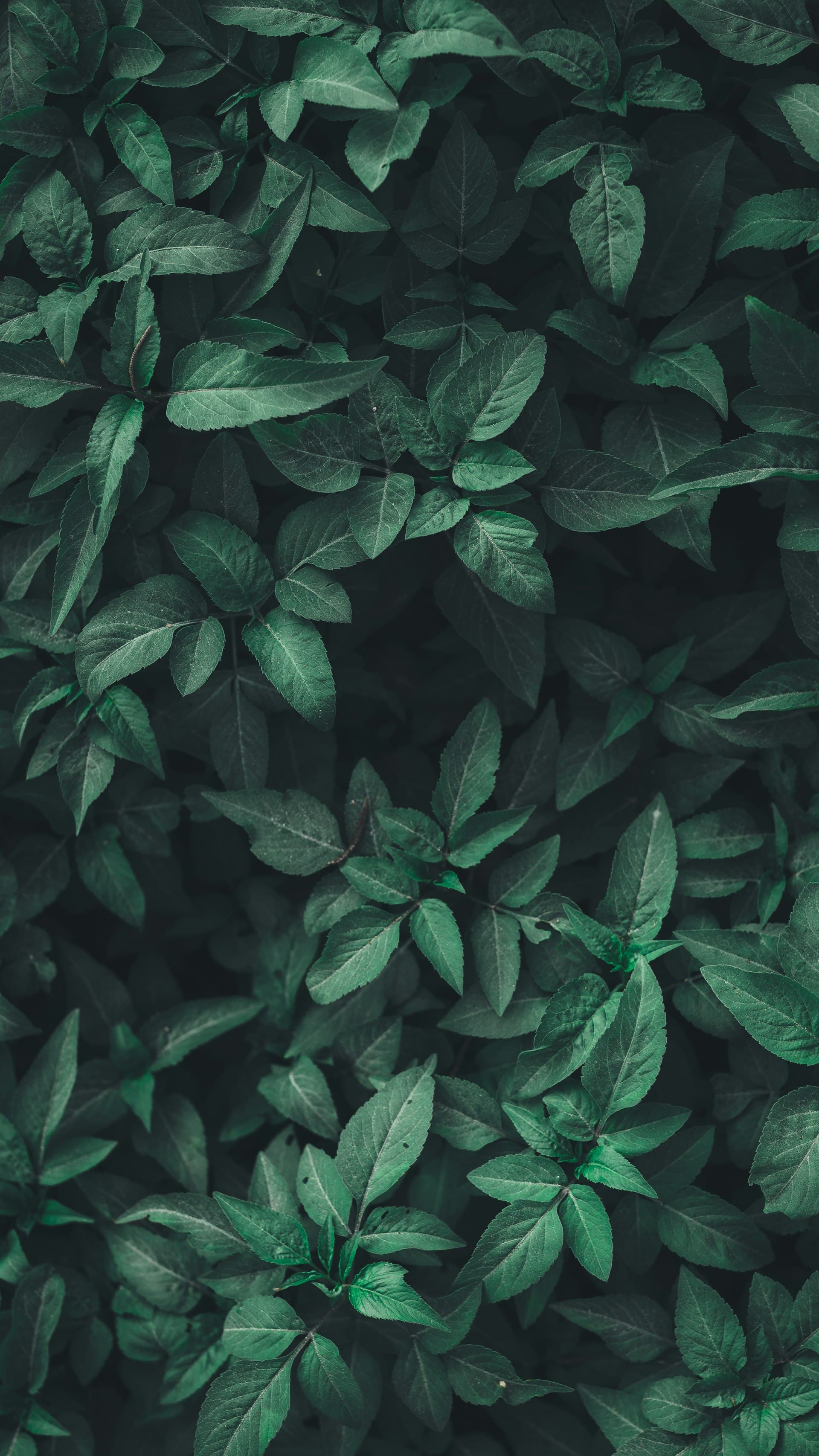 Lush green vegetation background